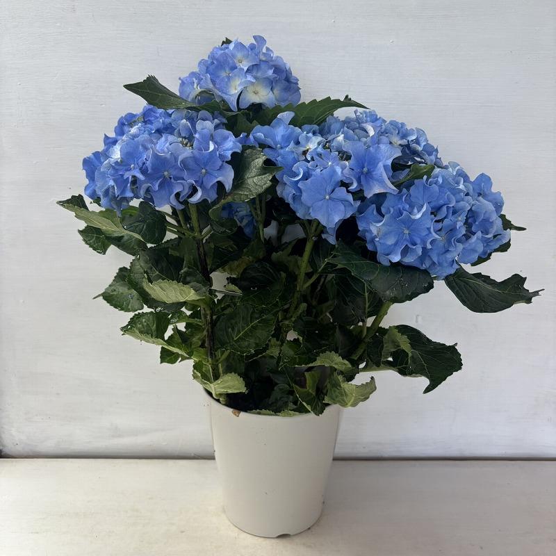 ○アジサイ○ クレイジーテンシア あじさい 紫陽花 5号鉢 鉢植え