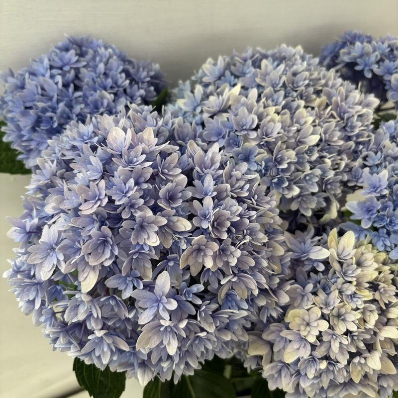 ○アジサイ○ 響 ブルー あじさい 紫陽花 5号鉢 鉢植えアジサイ