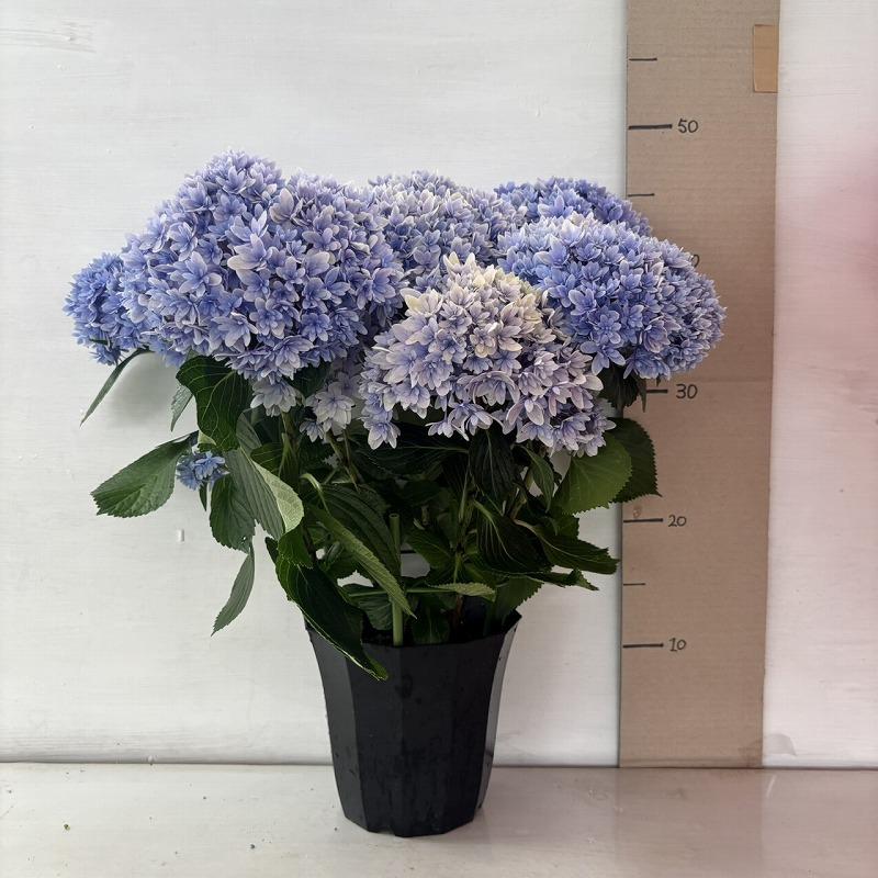 ○アジサイ○ 響 ブルー あじさい 紫陽花 5号鉢 鉢植えアジサイ