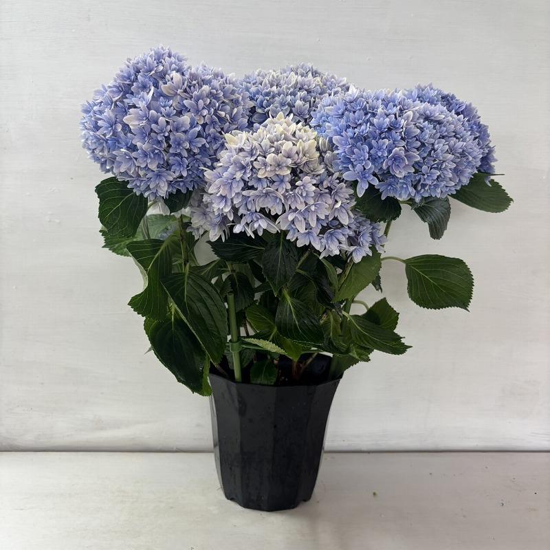 ○アジサイ○ 響 ブルー あじさい 紫陽花 5号鉢 鉢植えアジサイ