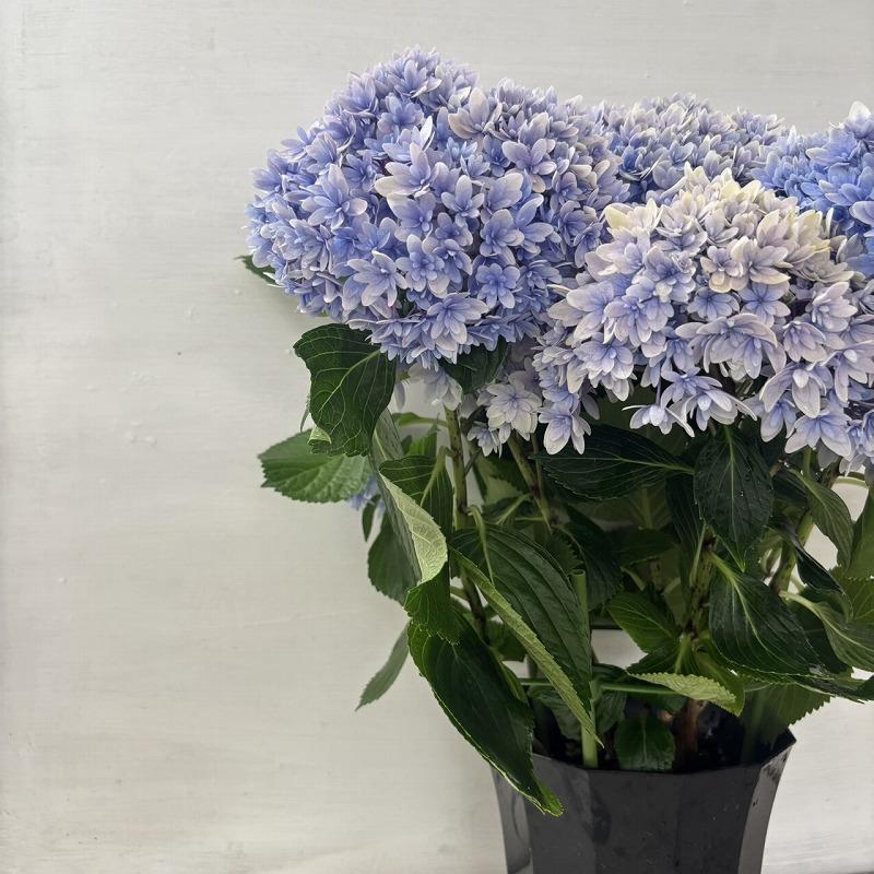 ○アジサイ○ 響 ブルー あじさい 紫陽花 5号鉢 鉢植えアジサイ