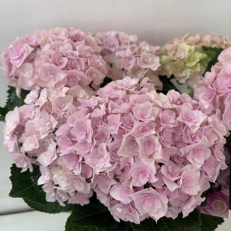 ○アジサイ○ ロサト あじさい 紫陽花 5号鉢 鉢植えアジサイ