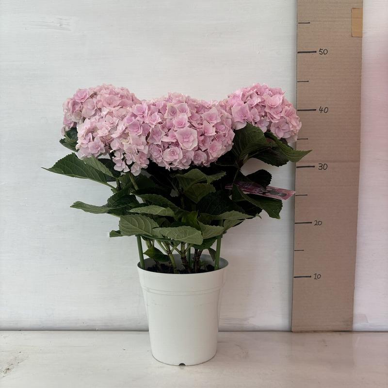 ○アジサイ○ ロサト あじさい 紫陽花 5号鉢 鉢植えアジサイ