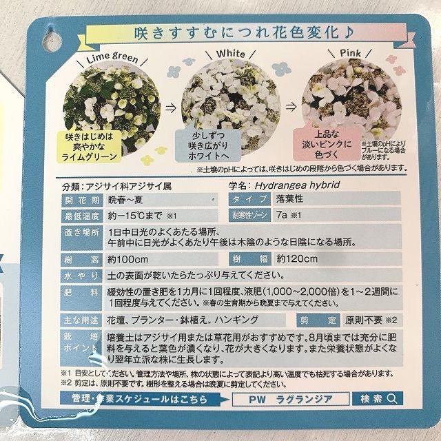 ○アジサイ○ ラグランジア ブライダルシャワー あじさい 紫陽花 7号鉢 