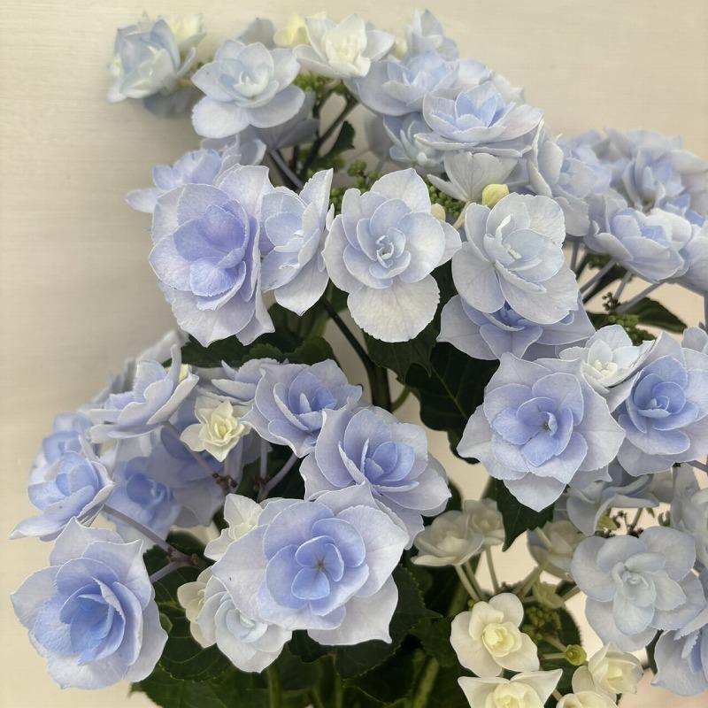 ○アジサイ○ フルーリン ブルー あじさい 紫陽花 5号鉢 鉢植え