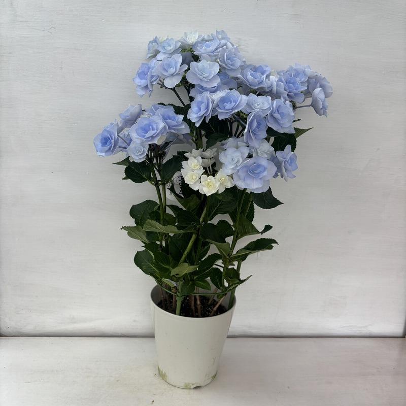 ○アジサイ○ フルーリン ブルー あじさい 紫陽花 5号鉢 鉢植え