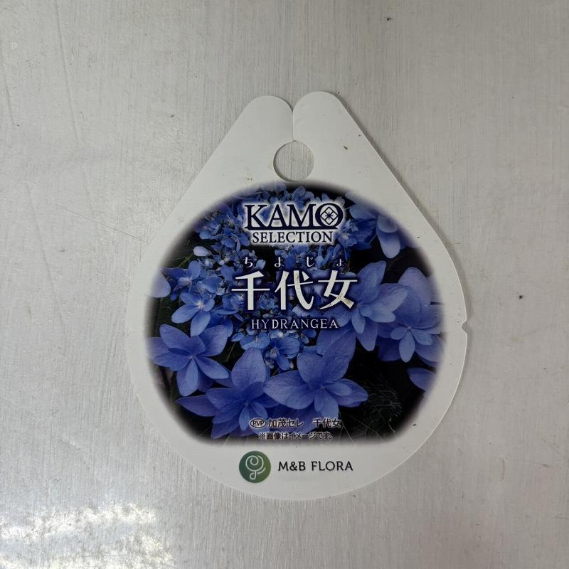 ○アジサイ○ 千代女 あじさい 紫陽花 5号鉢 鉢植えアジサイ