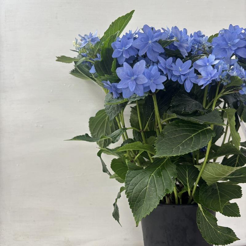○アジサイ○ 千代女 あじさい 紫陽花 5号鉢 鉢植えアジサイ