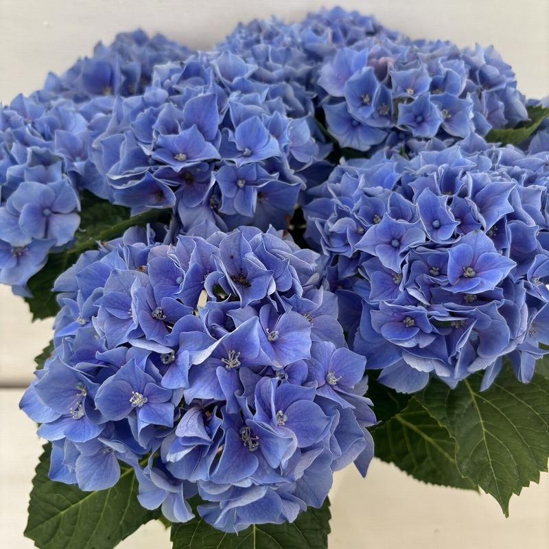 アジサイ　リクエストアソート　紫陽花 アジサイ リクエストアソート 紫陽花 アジサイ リクエストアソート