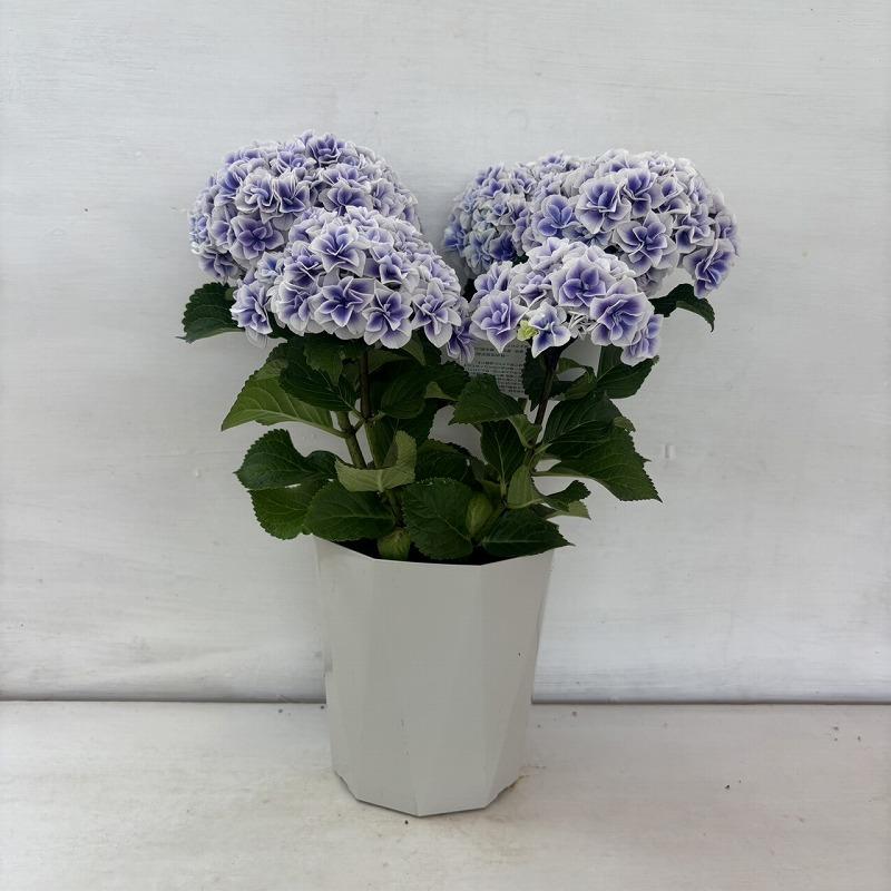 ○アジサイ○ 風姿花伝 あじさい 紫陽花 5号鉢 鉢植えアジサイ