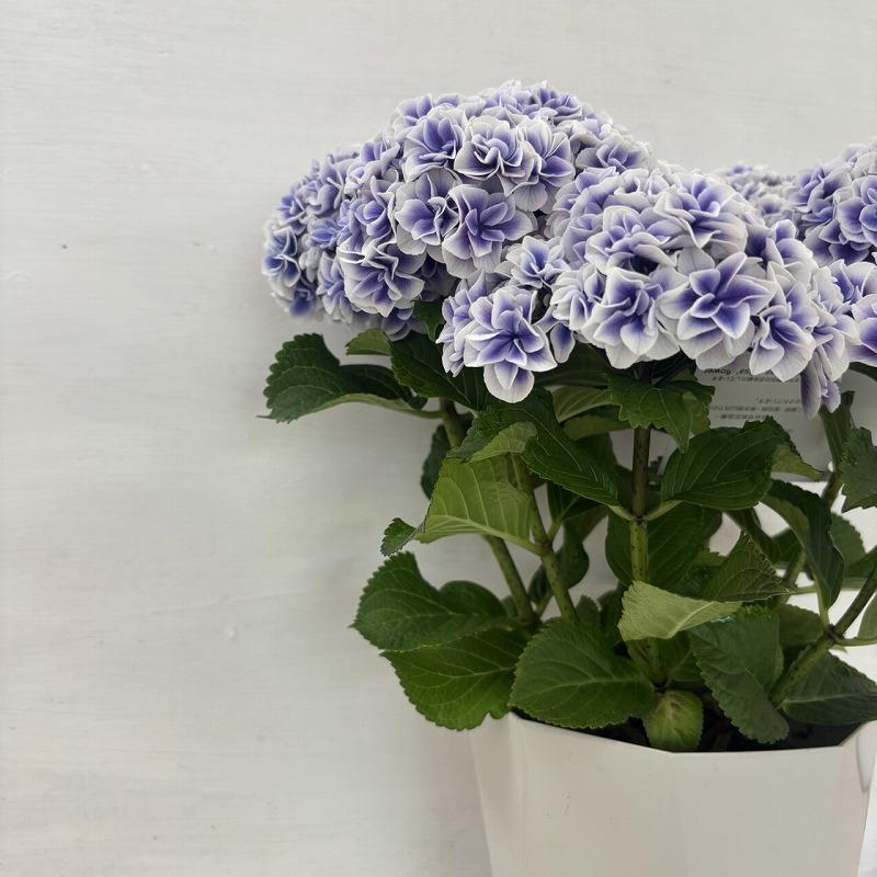 ○アジサイ○ 風姿花伝 あじさい 紫陽花 5号鉢 鉢植えアジサイ