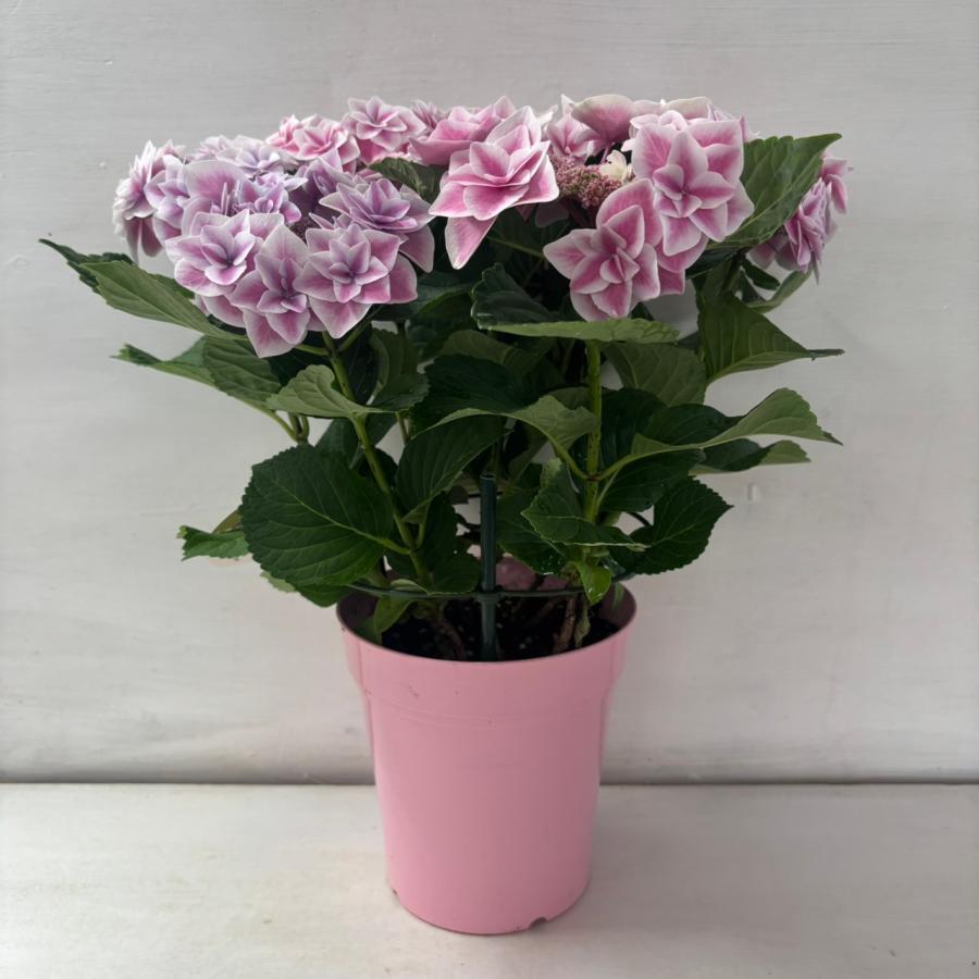 ○アジサイ○ 【新品種】スターダスト あじさい 紫陽花 5号鉢 鉢植え