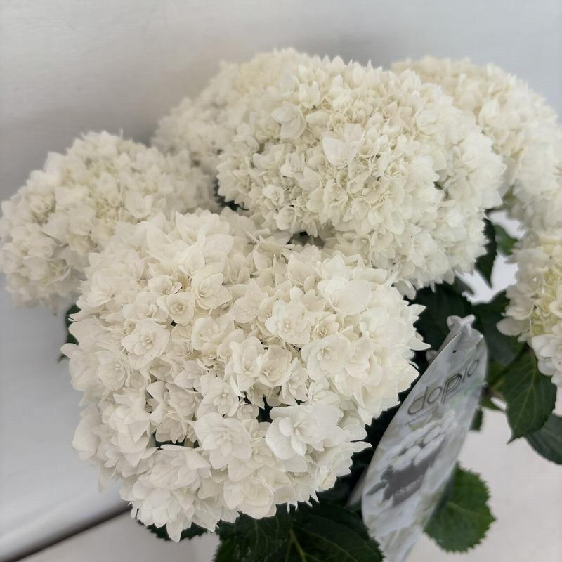 ○アジサイ○ フレド あじさい 紫陽花 5号鉢 鉢植えアジサイ