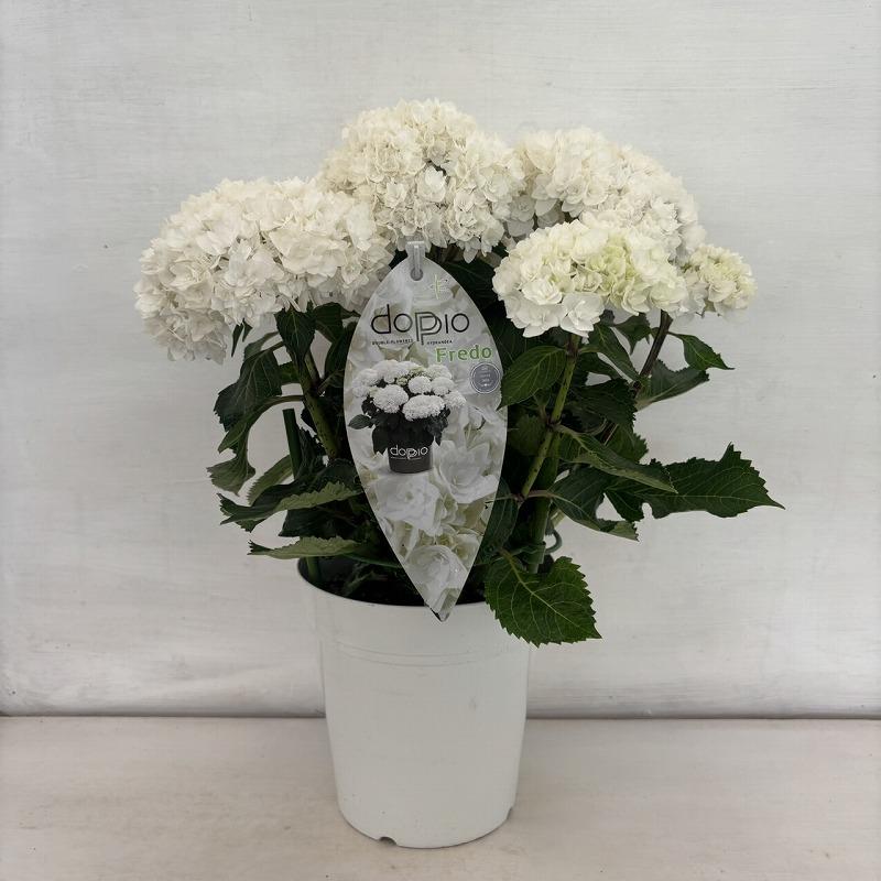 ○アジサイ○ フレド あじさい 紫陽花 5号鉢 鉢植えアジサイ