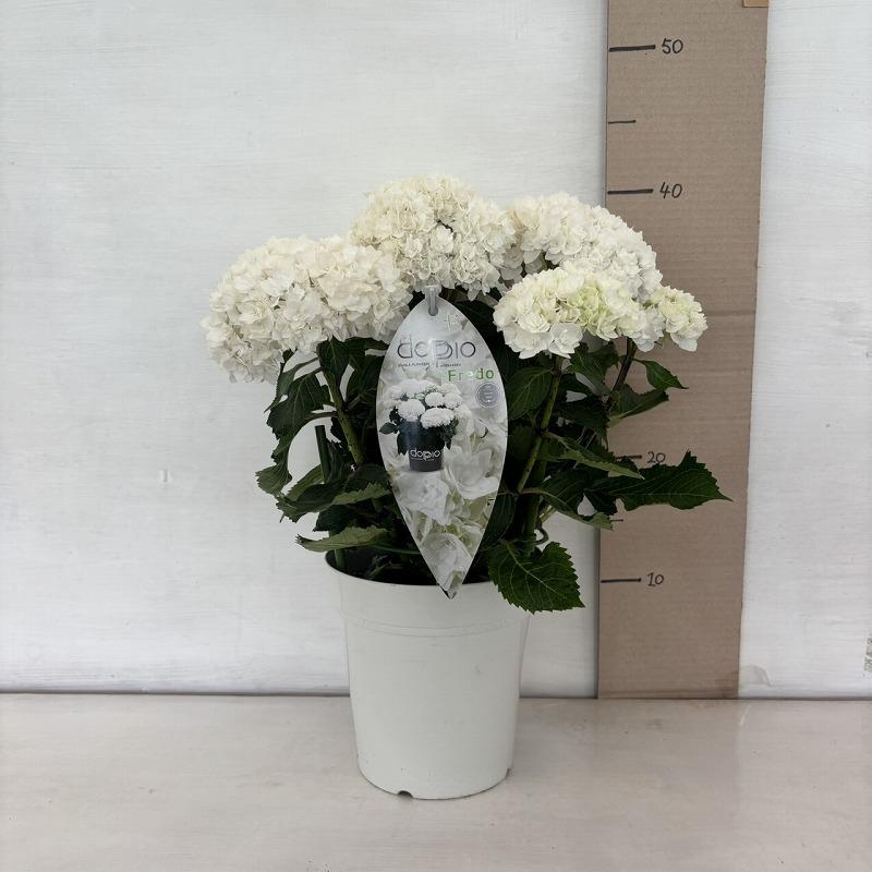○アジサイ○ フレド あじさい 紫陽花 5号鉢 鉢植えアジサイ