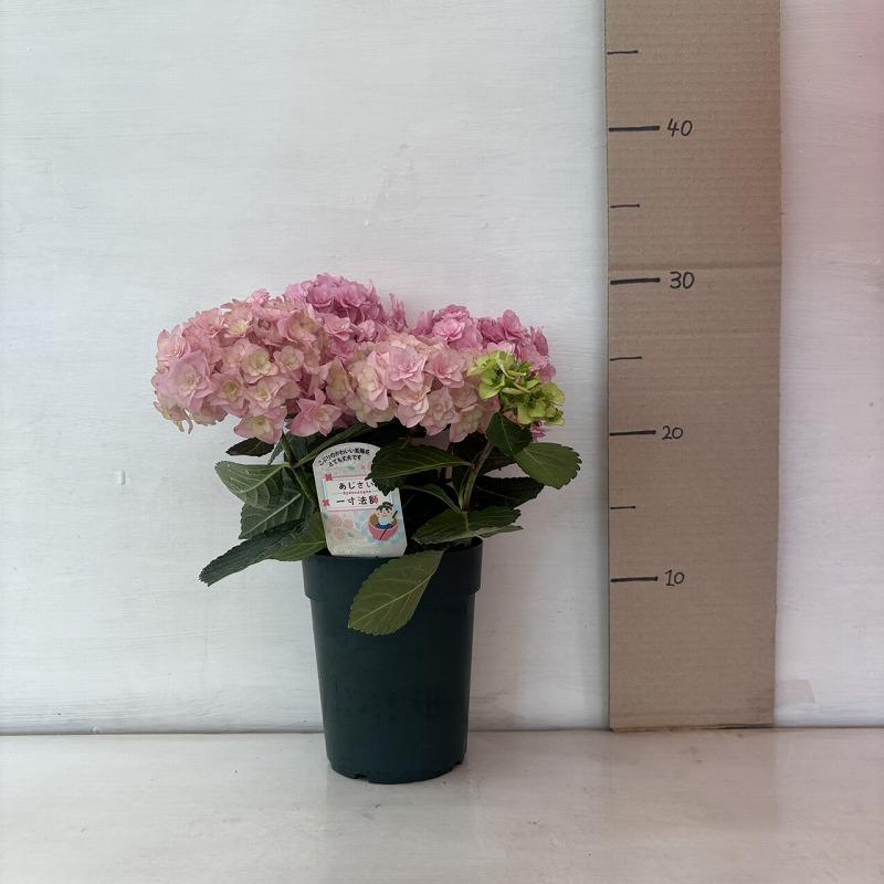 ○アジサイ○ 一寸法師 あじさい 紫陽花 4号鉢 鉢植えアジサイ
