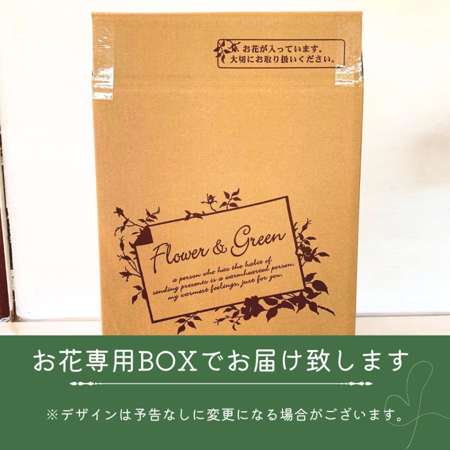 ○アジサイ○ ハイシリーズ ハロ あじさい 紫陽花 5号鉢 鉢植え