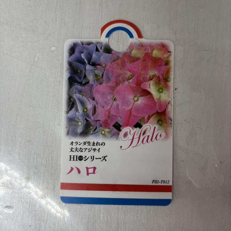 ○アジサイ○ ハイシリーズ ハロ あじさい 紫陽花 5号鉢 鉢植え