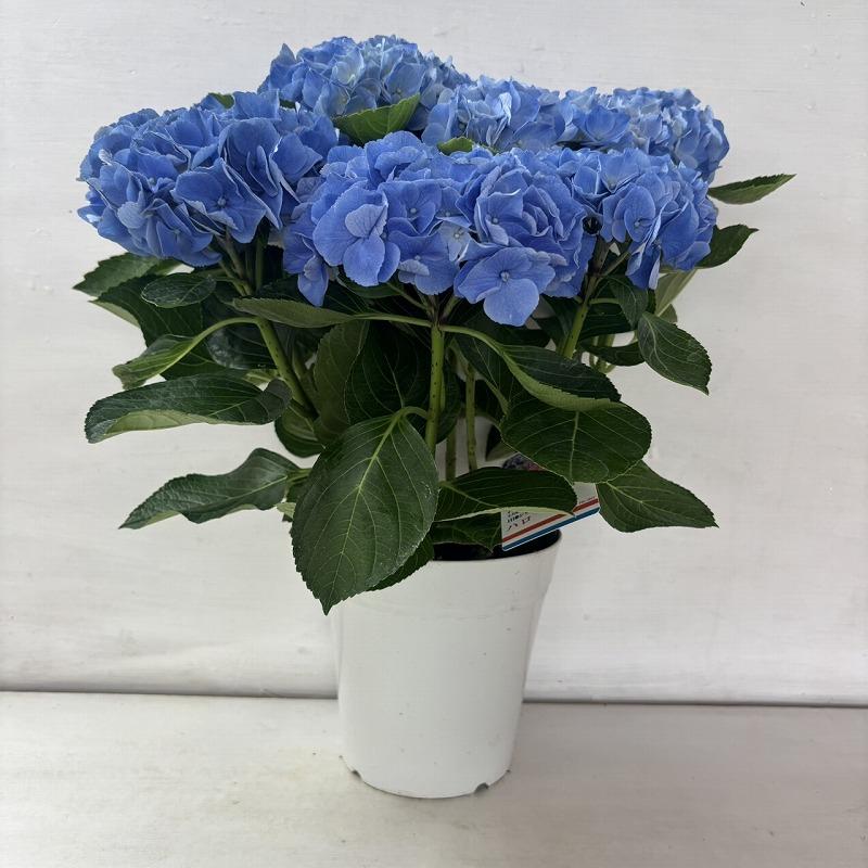 アジサイ　5寸6鉢 ハイシリーズ　紫陽花 ○アジサイ○ ハイシリーズ ハロ あじさい 紫陽花 5号鉢 鉢植え