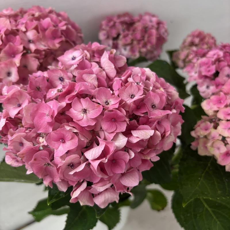○アジサイ○ ほんのり あじさい 紫陽花 5号鉢 鉢植えアジサイ