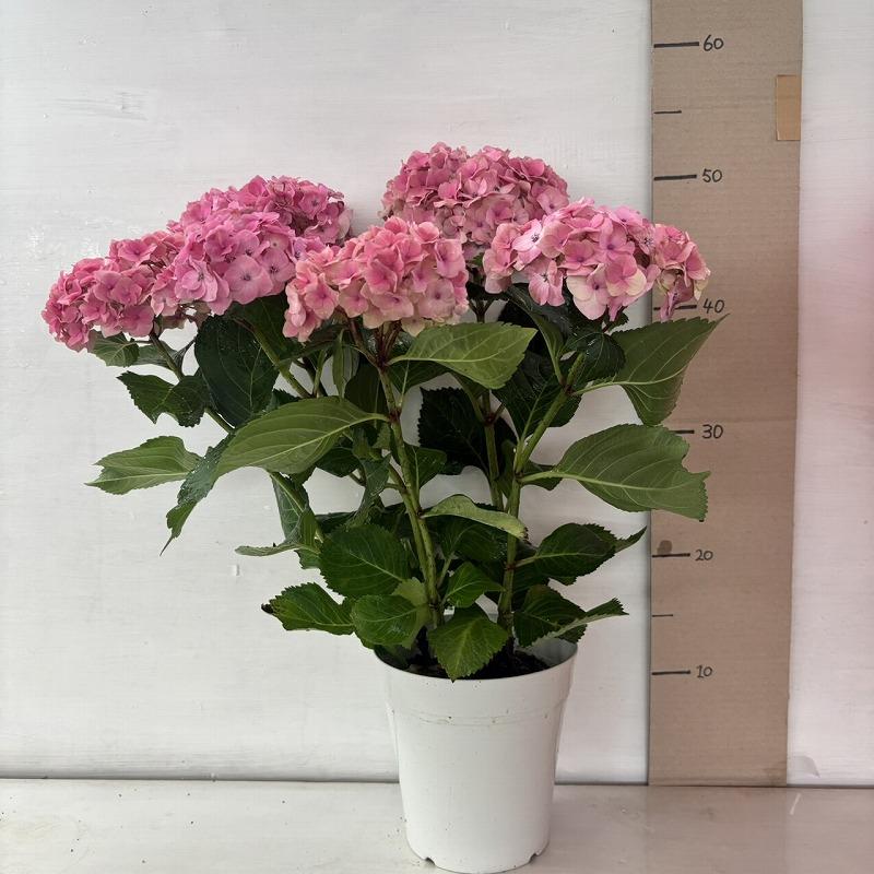 ○アジサイ○ ほんのり あじさい 紫陽花 5号鉢 鉢植えアジサイ