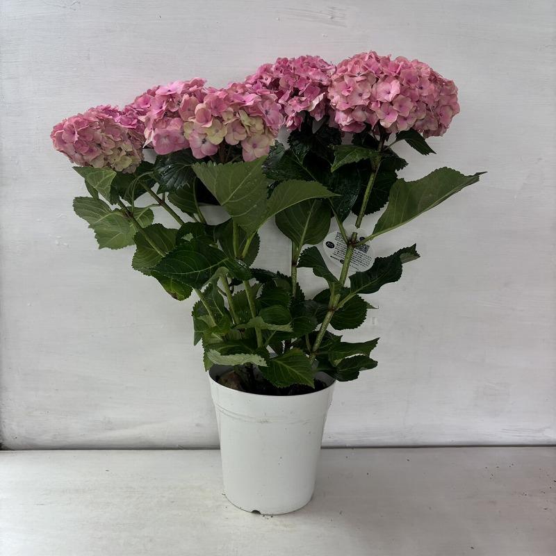 ○アジサイ○ ほんのり あじさい 紫陽花 5号鉢 鉢植えアジサイ