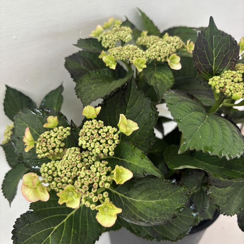○アジサイ○ コンフェッティギュパール あじさい 紫陽花 黒軸 7号鉢