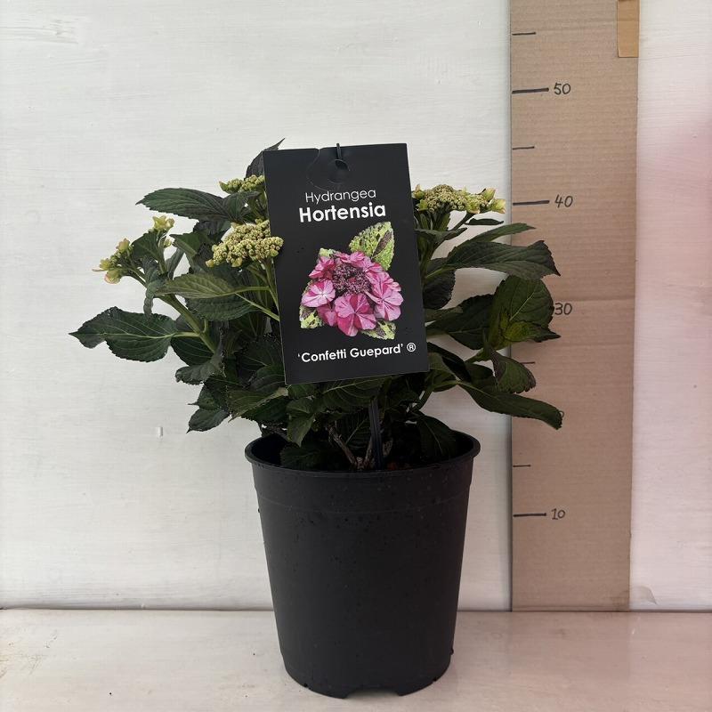 ○アジサイ○ コンフェッティギュパール あじさい 紫陽花 黒軸 7号鉢