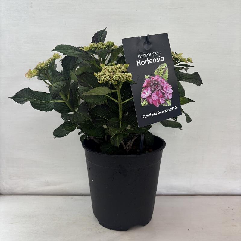 ○アジサイ○ コンフェッティギュパール あじさい 紫陽花 黒軸 7号鉢
