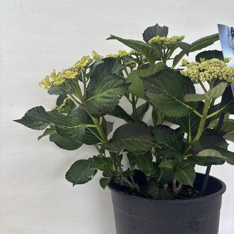 ○アジサイ○ コンフェッティギュパール あじさい 紫陽花 黒軸 7号鉢