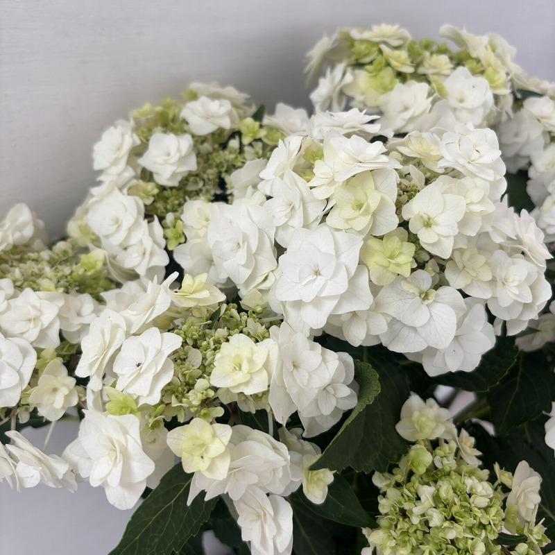 ○アジサイ○ ウェデイングガウン あじさい 紫陽花 7号鉢 鉢植え