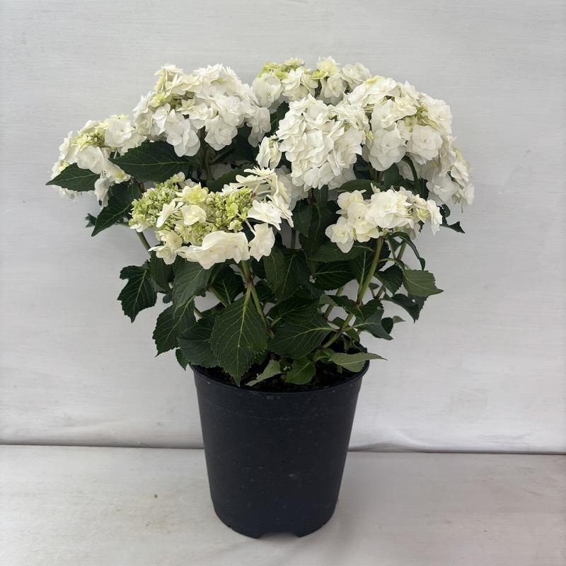 ○アジサイ○ ウェデイングガウン あじさい 紫陽花 7号鉢 鉢植え