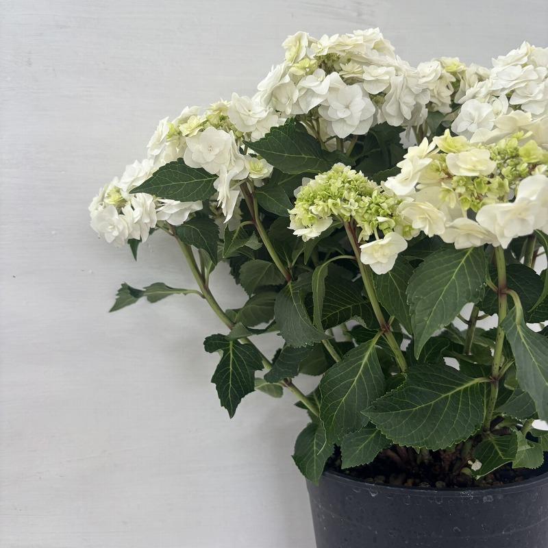 m*n様 アジサイ　6種7鉢　紫陽花 ○アジサイ○ ウェデイングガウン あじさい 紫陽花 7号鉢 鉢植え