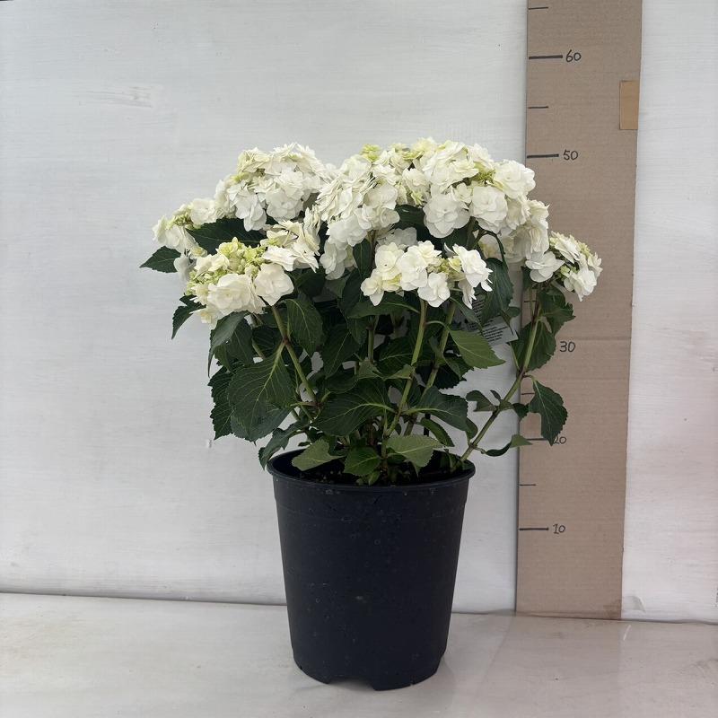 u*0様 【特選】　アジサイ　6種8鉢　紫陽花 ○アジサイ○ ウェデイングガウン あじさい 紫陽花 7号鉢 鉢植え
