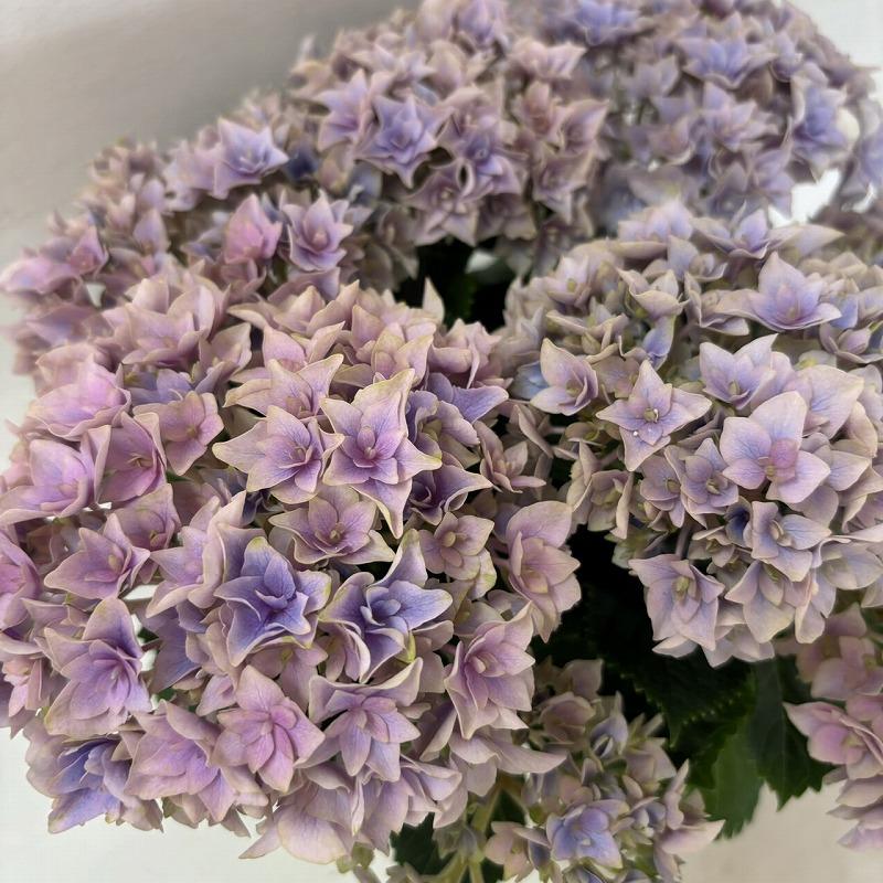 一部予約 アジサイ 西安 秋色あじさい 紫陽花 5号鉢 鉢植えアジサイ Globescoffers Com
