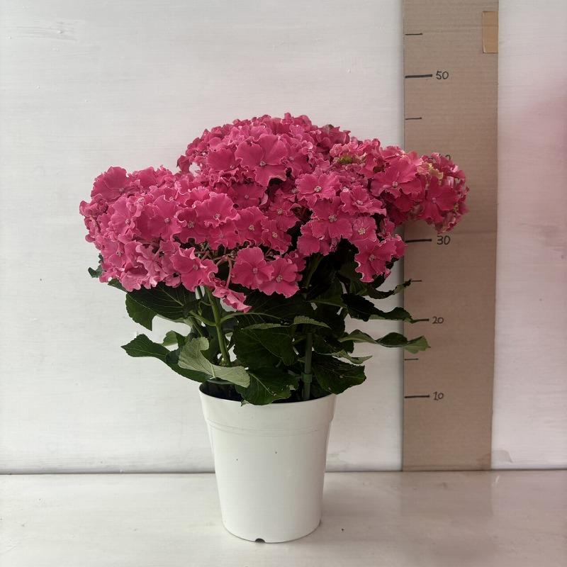 ○アジサイ○ カーリースパークル あじさい 紫陽花 5号鉢 鉢植え