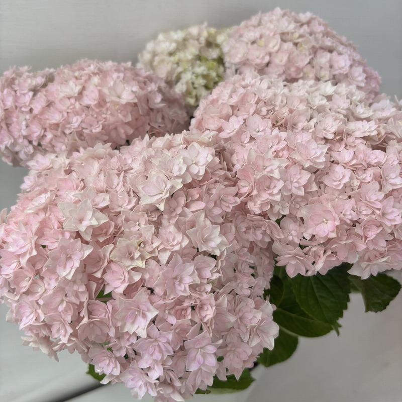 ○アジサイ○ サラン あじさい 紫陽花 5号鉢 鉢植えアジサイ