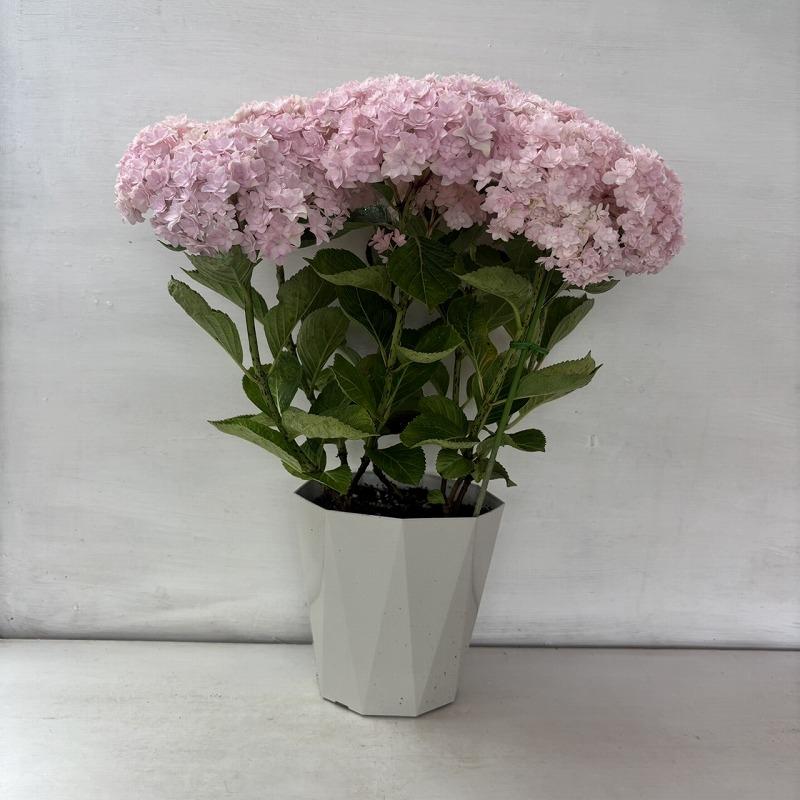 サランさま　80サイズ発送　輸入アジサイ　苗 ○アジサイ○ サラン あじさい 紫陽花 5号鉢 鉢植えアジサイ