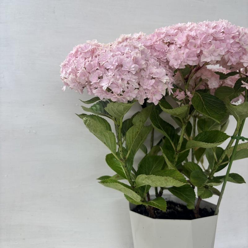 ○アジサイ○ サラン あじさい 紫陽花 5号鉢 鉢植えアジサイ