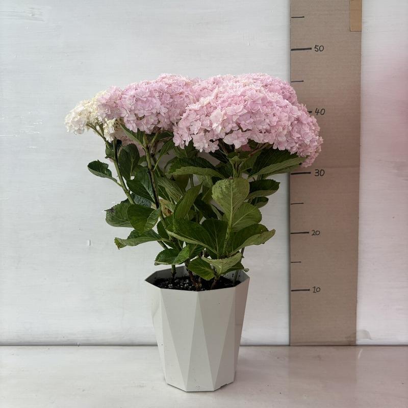 ○アジサイ○ サラン あじさい 紫陽花 5号鉢 鉢植えアジサイ