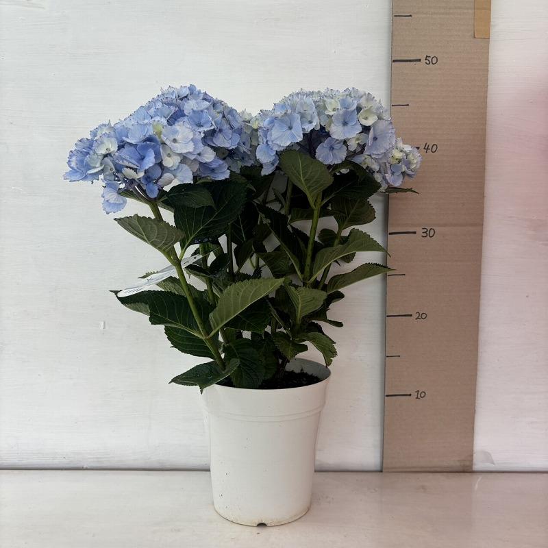 ○アジサイ○ ブルーマーブルソーダ あじさい 紫陽花 5号鉢 鉢植え