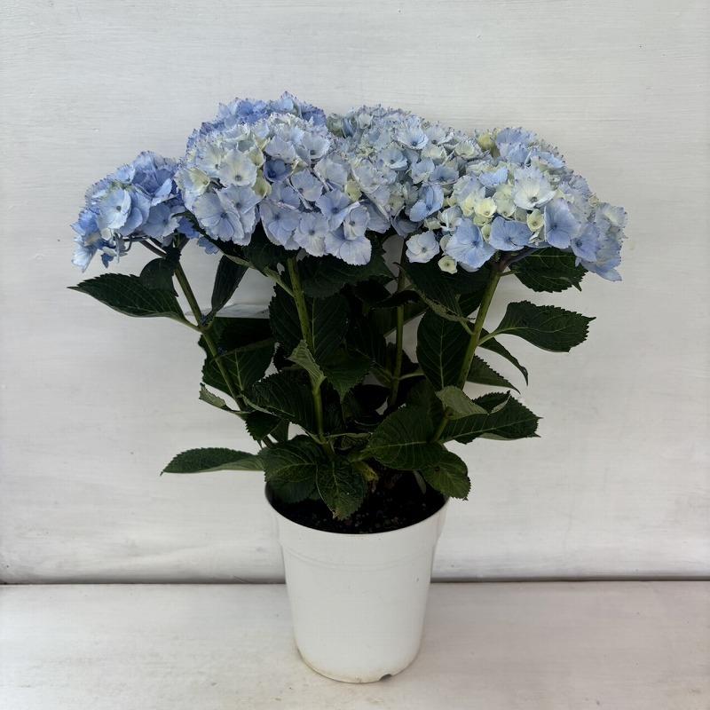 紫陽花⭐️ブルーセット⭐️3鉢⭐️マーブルソーダ⭐️ふるふる⭐️シーサイド ○アジサイ○ ブルーマーブルソーダ あじさい 紫陽花 5号鉢 鉢植え