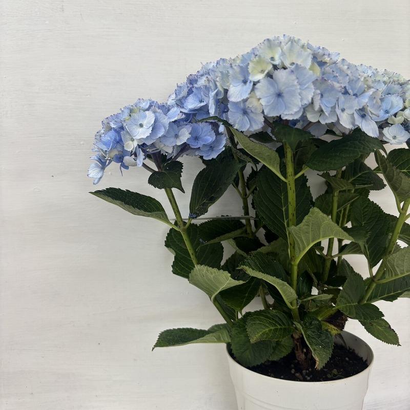 ○アジサイ○ ブルーマーブルソーダ あじさい 紫陽花 5号鉢 鉢植え