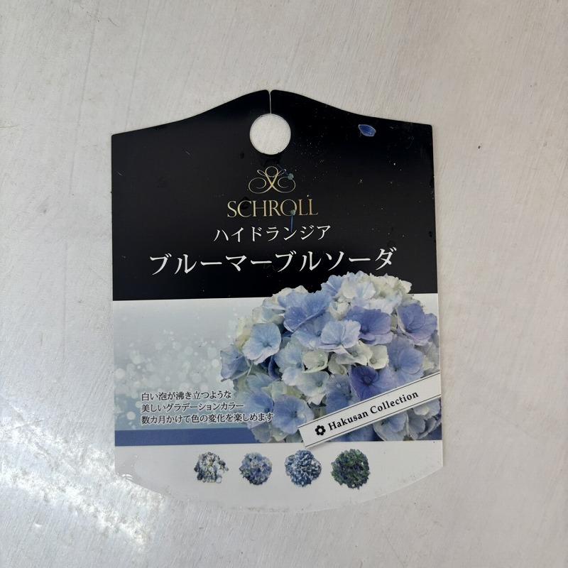 ○アジサイ○ ブルーマーブルソーダ あじさい 紫陽花 5号鉢 鉢植え