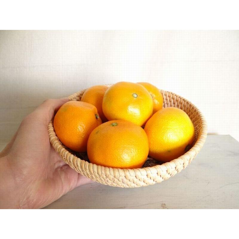 みかん かご カゴ 籐かご ラタン トレイ フルーツバスケット