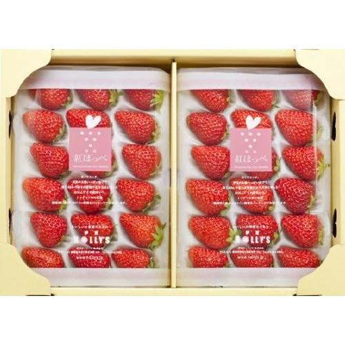 いちご【紅ほっぺ】苺・静岡県産 合計約500g(約250g x 2パック いちご【紅ほっぺ】苺・静岡県産 合計約500g(約250g x 2パック