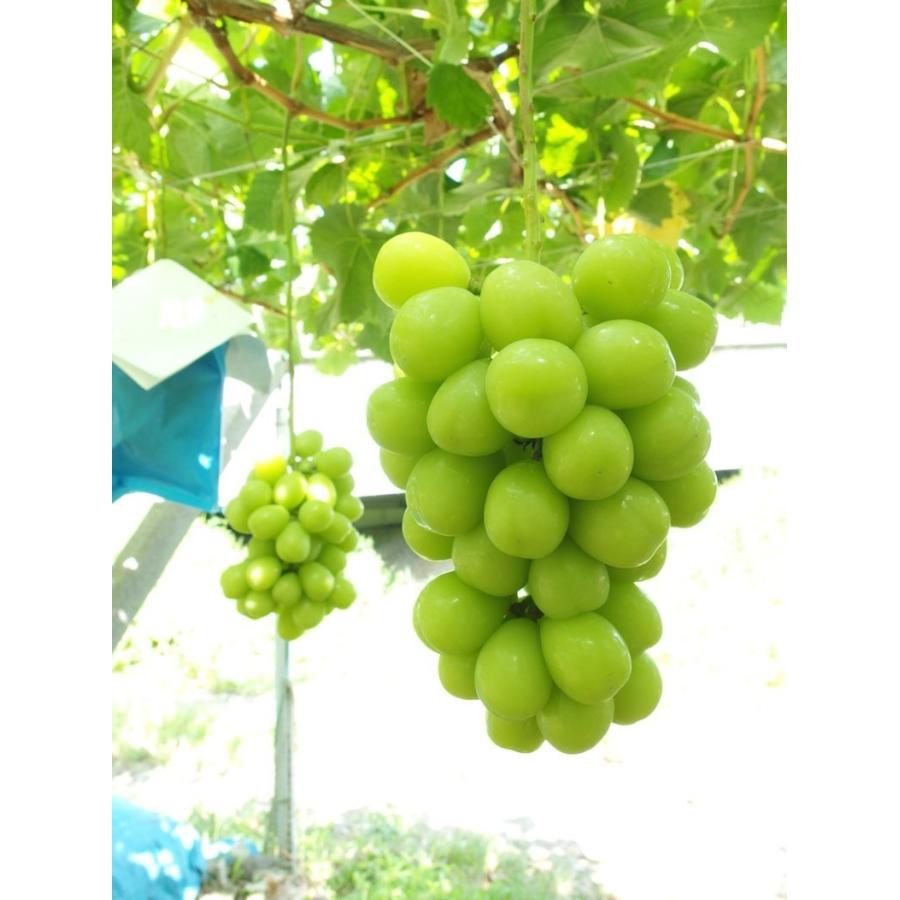 山梨県産【シャインマスカット&クインニーナ】食べ比べセット