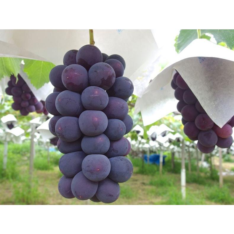 山梨県産・種無しの巨峰ぶどう 1箱約1.1kg（2房）送料無料 8月上旬〜8