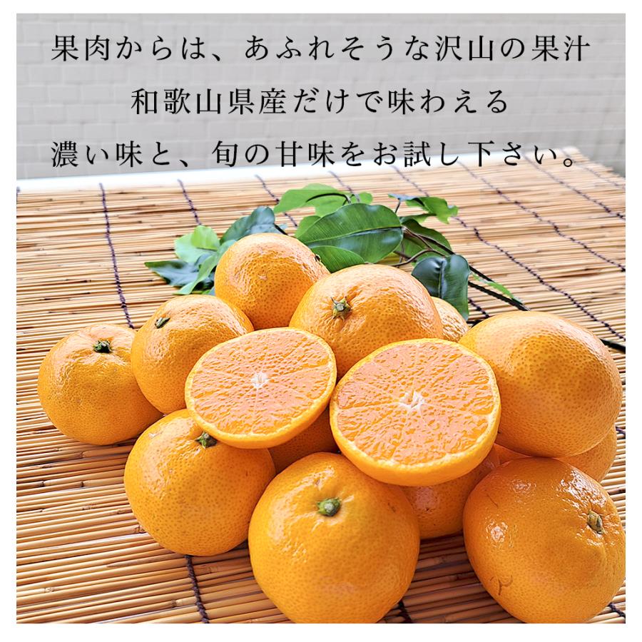 糖高みかん 5kg 糖度12.5以上 高糖度 和歌山県 サイズ混合 青秀 糖高みかん 5kg 糖度12.5以上 高糖度 和歌山県 サイズ混合 青秀