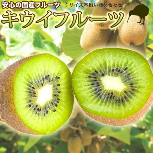 キウイフルーツ 【国産 サイズ不揃い 3kg】訳あり フルーツ・果物 kiwi キウィ キィウィ キーウィ 産地直送 和歌山産 | 